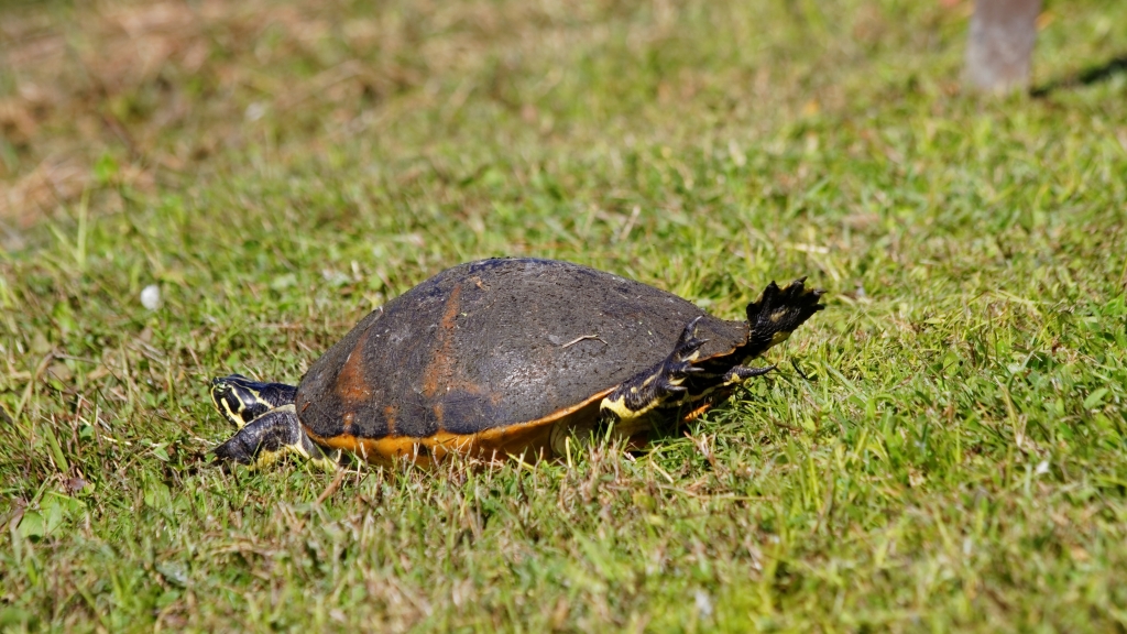 02 - Everglade NP (55).jpg